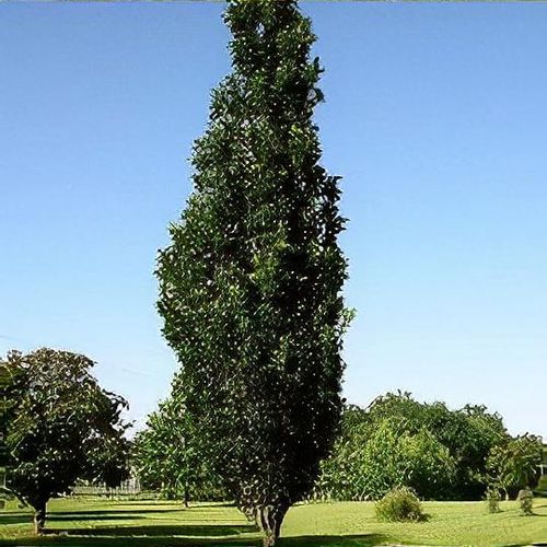 Quercus palustris Green Pillar Shoot