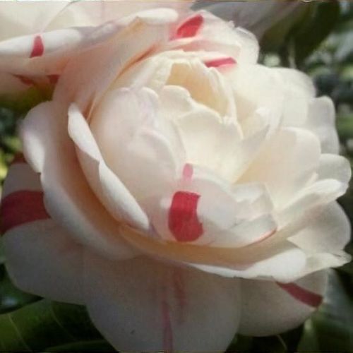 Camellia japonica 'April Dawn' - Shoot