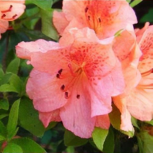 Rhododendron 'Duc de Rohan' - Shoot