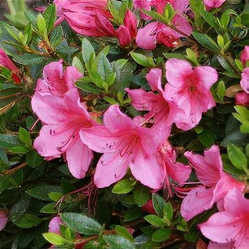 Rhododendron indicum - Shoot