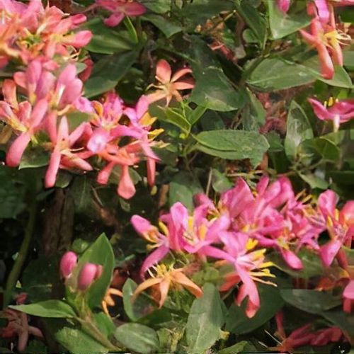 Lonicera tatarica 'Zabelii' - Shoot