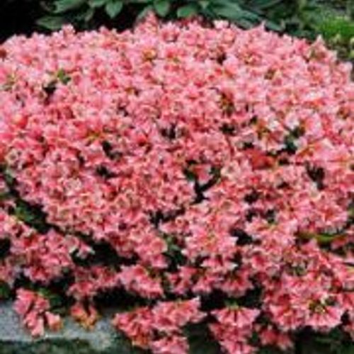 Rhododendron 'Wee Bee' - Shoot