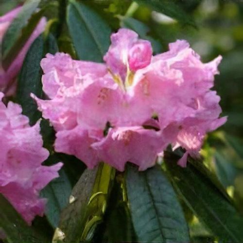 taxus baccata 160 180 Taxus baccata main image 0