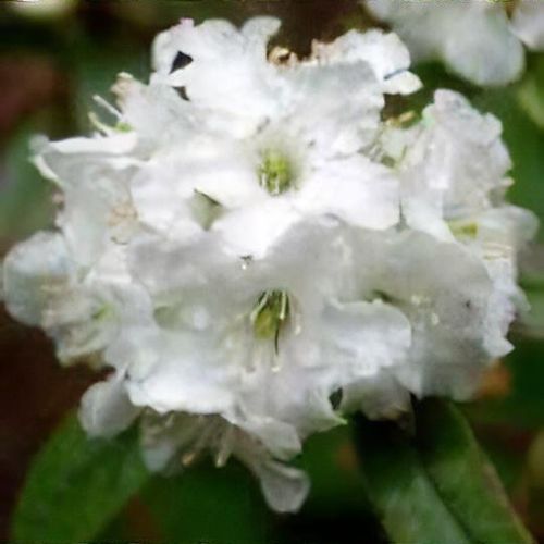 Rhododendron 'Arctic Tern' - Shoot
