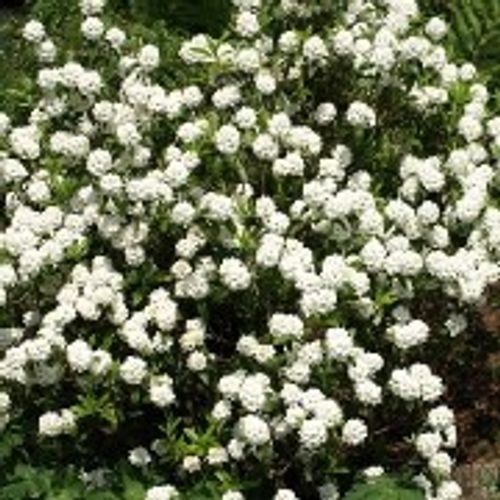 Rhododendron 'Arctic Tern' - Shoot