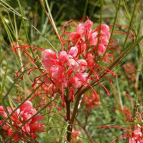 Grevillea 'Long John