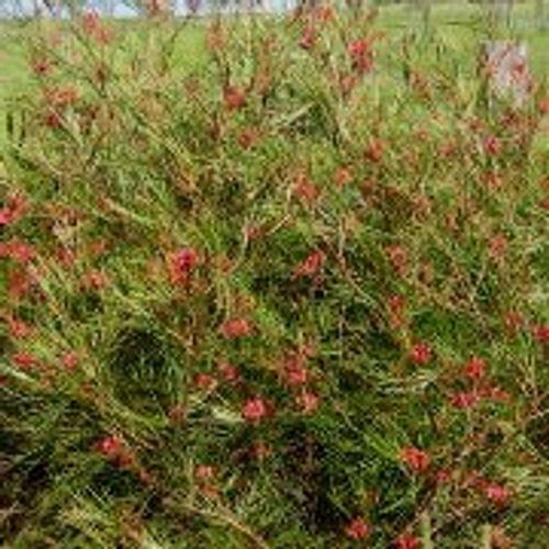 Grevillea 'Long John