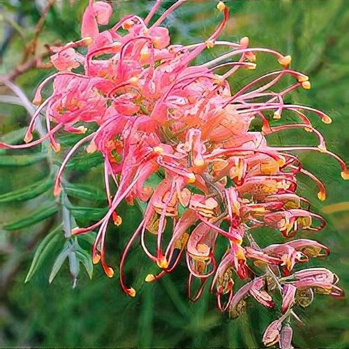 Grevillea 'Superb' - Shoot
