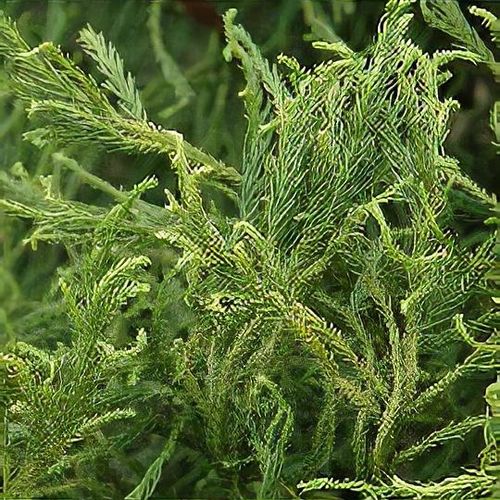 coyote plants Siciliana 子株 ② OUTLET小株】アガベ オテロイ SICILIANA（シチリアーナ）coyote plan