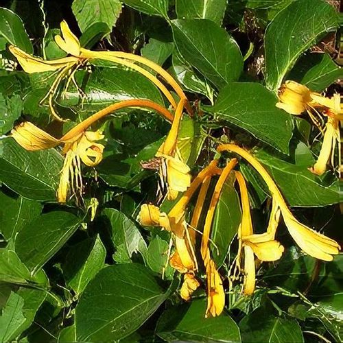 Lonicera hildebrandiana - Shoot