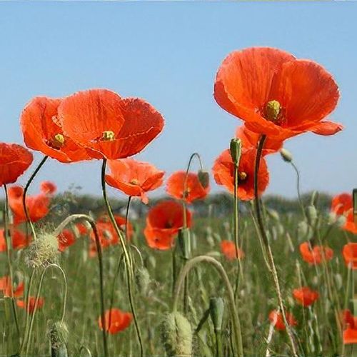 Papaver dubium - Shoot