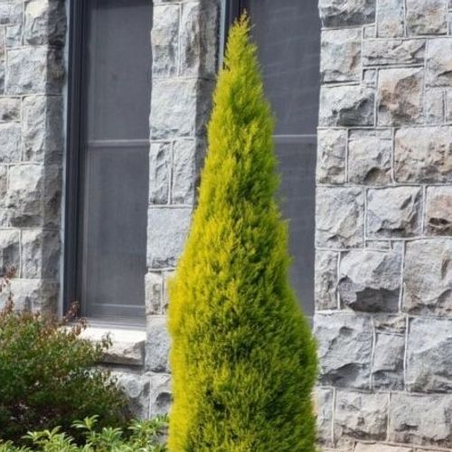 moonlight sansevieria Sansevieria Moonshine | Moonshine Snake Plant in 6” Pot | Easy-Care  Trifasciata Moonshine for sale | Houseplant for delivery main image 0