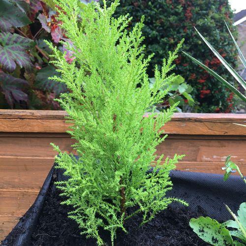 Cupressus macrocarpa 'Goldcrest' - Shoot