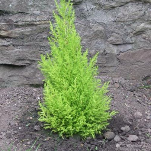 Cupressus macrocarpa 'Goldcrest' - Shoot