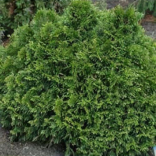 Thuja plicata 'Grune Kugel' - Shoot