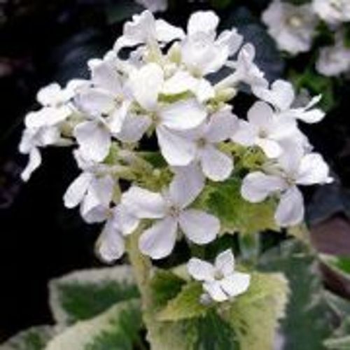 callisia repens saatgut Callisia Repens | Turle Vine | Bolivian Jew
