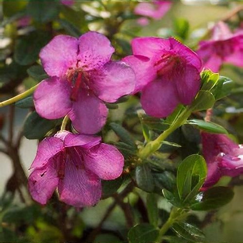 Rhododendron campylogynum (Charopoeum Group) 'Patricia' - Shoot