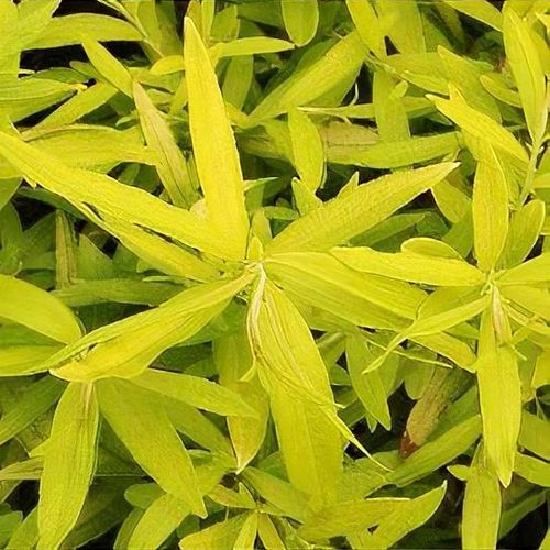 16　Sunshine leaves Salix udensis 'Golden Sunshine' - Shoot