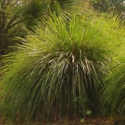 Lomandra longifolia Breeze Shoot