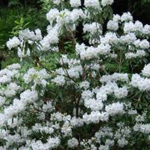 rhododendron orange Tallulah Sunrise Azalea