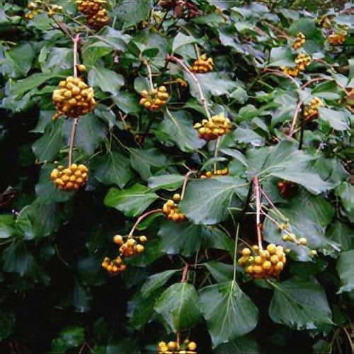 Hedera helix f. poetarum 'Poetica Arborea' - Shoot