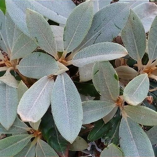 Rhododendron 'Viking Silver' - Shoot