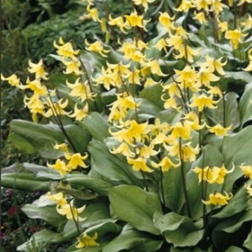 Erythronium 'Pagoda' - Shoot