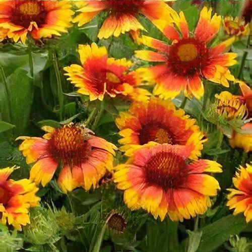 Gaillardia x grandiflora Mesa Bright Bicolor Mesa Series Shoot