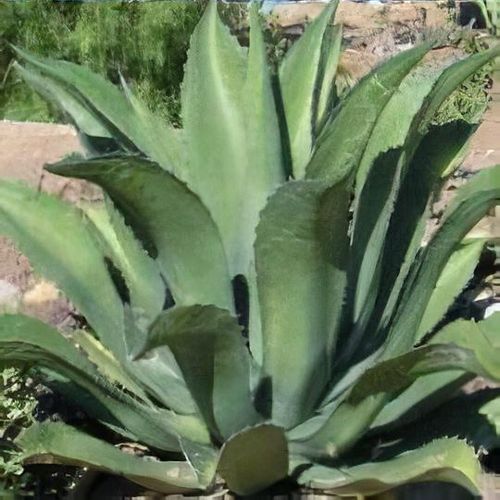 Agave salmiana var. ferox - Shoot