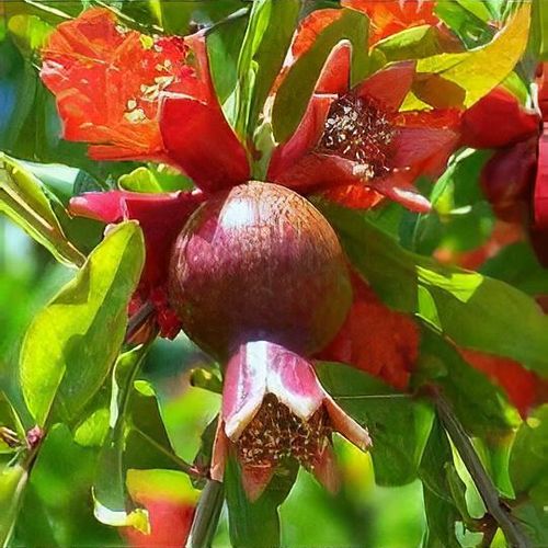 Punica granatum Shoot