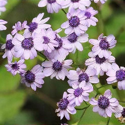 Pericallis x hybrida - Shoot