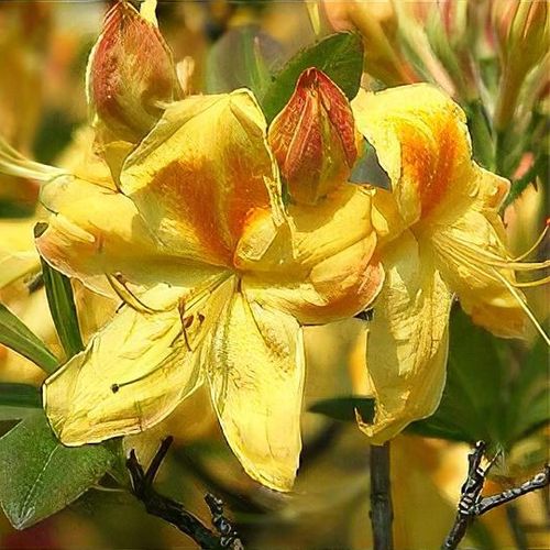 Rhododendron 'Golden Sunset' - Shoot