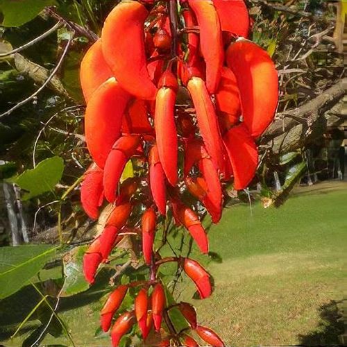 What Is Falcata Tree