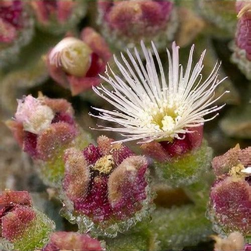 Mesembryanthemum crystallinum - Shoot