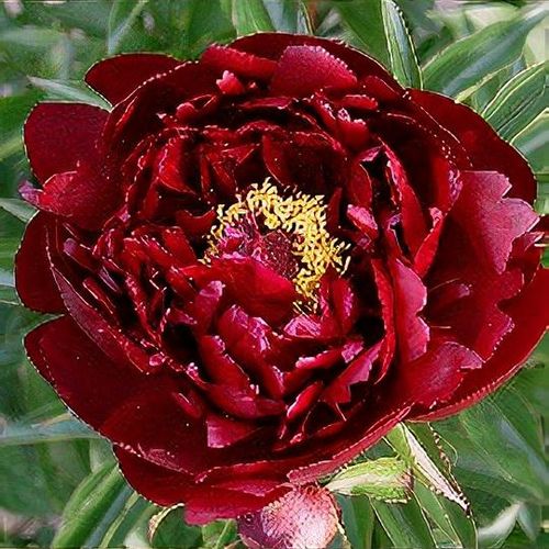 Paeonia Lactifloraさん専用☆ Paeonia lactiflora様専用 Chinese