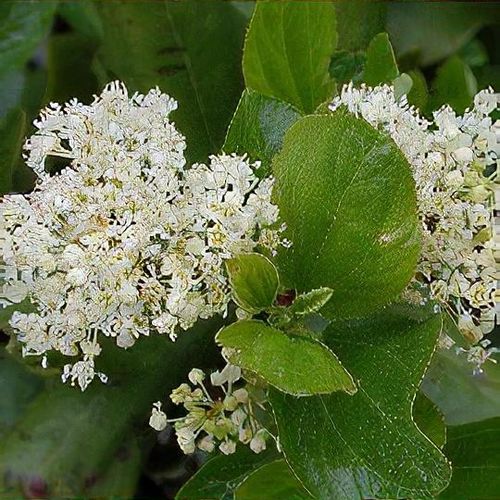 tobacco brush Ceanothus velutinus