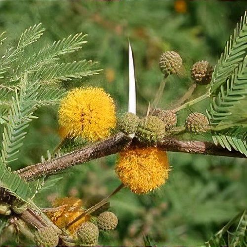 Acacia smallii - Shoot