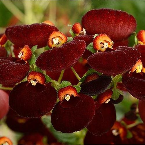 Calceolaria 'Calynopsis Dark Red' (Calynopsis Series) - Shoot