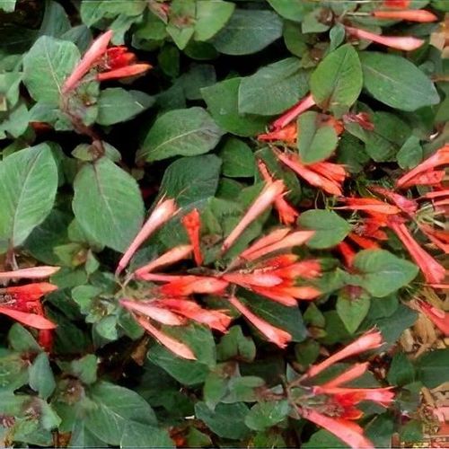 Fuchsia 'Professor Henkel' - Shoot