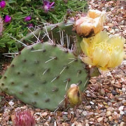 Opuntia pottsii var. nova - Shoot