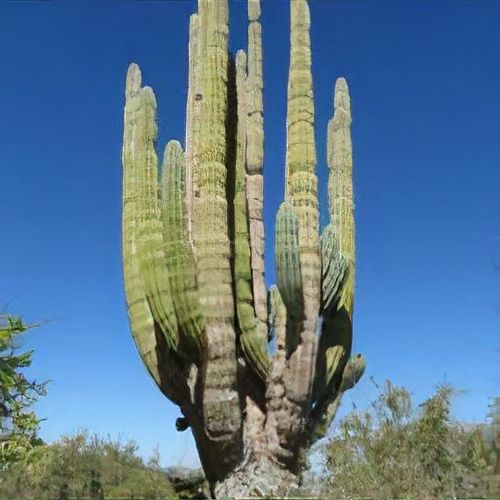 Pachycereus pringlei - Shoot