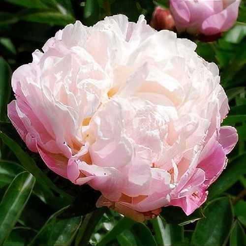 Paeonia lactiflora 'Alice Harding' - Shoot