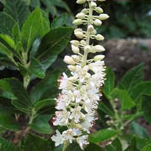 Clethra alnifolia 'Sixteen Candles' - Shoot