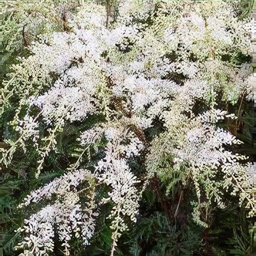 Astilbe 'Professor van der Wielen' - Shoot