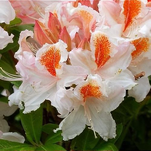 Rhododendron 'Jock Brydon' - Shoot