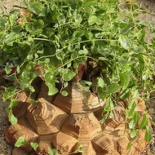 orange plant pots Panterra Pots - 5 Sizes main image 1