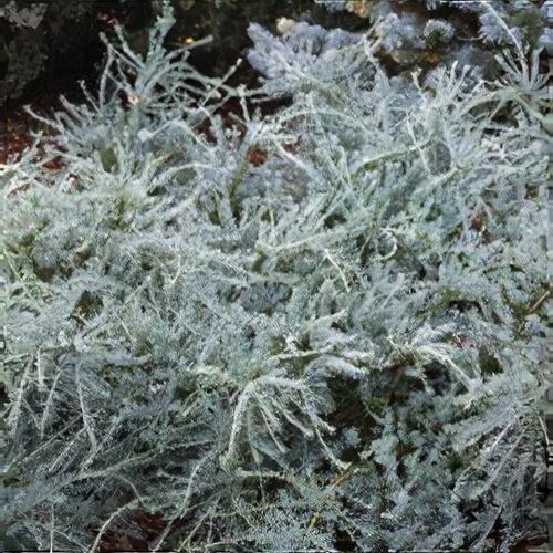 Podocarpus lawrencei 'Blue Gem' - Shoot