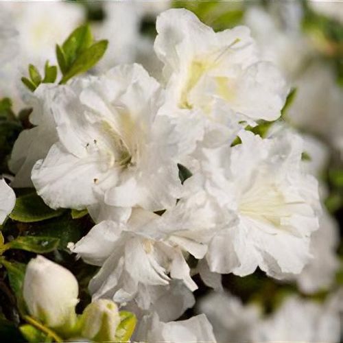 Rhododendron 'Snow Pearl' - Shoot