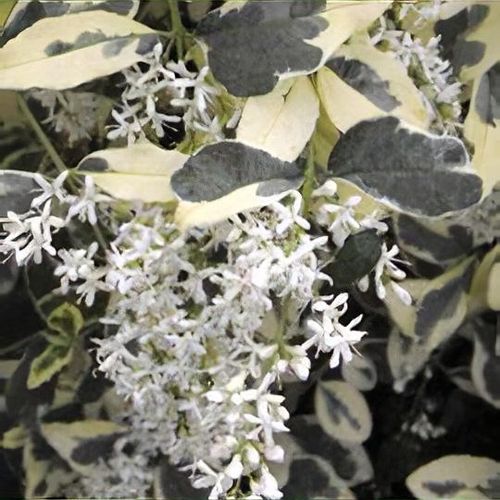 Ligustrum ibota 'Musli' - Shoot