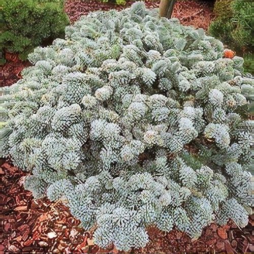 Abies procera 'Blaue Hexe' - Shoot